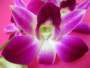 Виды орхидей, фото Орхидея горшок