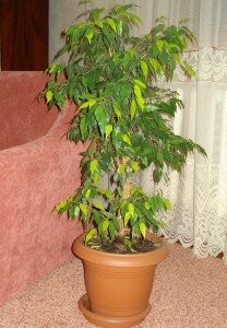 Фикус болезни