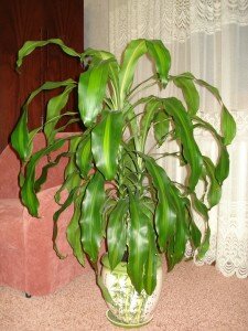 Драцена маргината