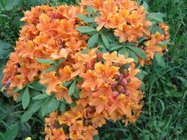 azalea3