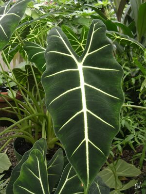 alocasia4