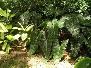 alocasia5 alocasia5