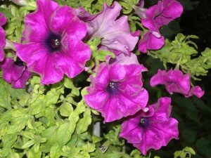 уход за петунией петуния махровая
