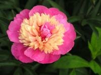 paeonia4