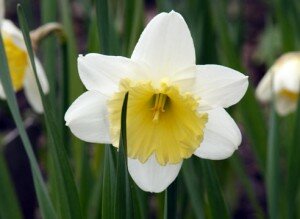 narcissus1 нарцисс