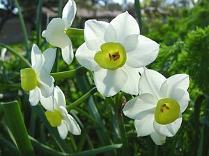 narcissus3 нарцисс белый