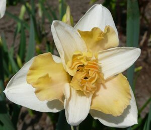 narcissus4 нарцисс