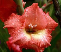 gladiolus5