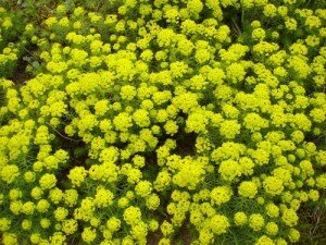 цветок Молочай кипарисовый фото Молочая кипарисового